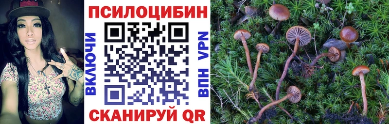 omg ТОР  Сергач  Галлюциногенные грибы Cubensis 